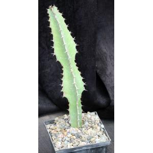 Euphorbia magnicapsula ssp. lacertosa (Meru, Kenya)  5-inch pots