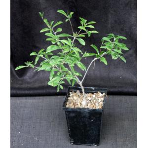 Euphorbia mahabobokensis 5-inch pots