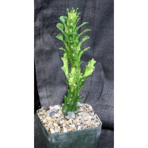 Euphorbia mayuranathani (variegated) 5-inch pots