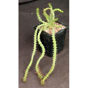 Euphorbia micracantha 5-inch pots