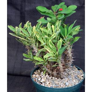 Euphorbia milii cv Fireworks 8-inch pots