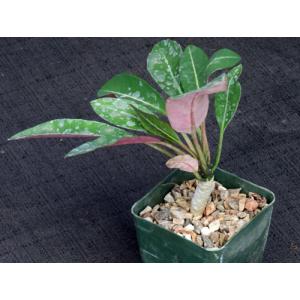 Euphorbia millotii 4-inch pots