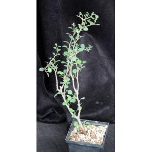 Euphorbia misera 5-inch pots