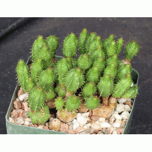 Euphorbia sp. monstrose 5-inch pots