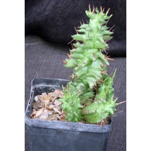 Euphorbia horrida monstrose 5-inch pots