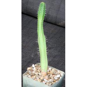 Euphorbia nesemannii 4-inch pots