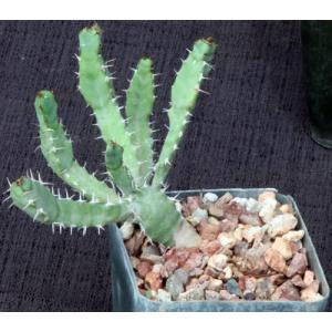 Euphorbia opuntioides 4-inch pots