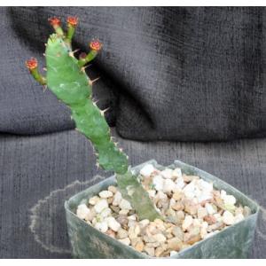 Euphorbia opuntioides 5-inch pots