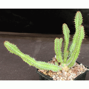 Euphorbia perangusta 5-inch pots