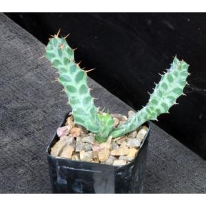 Euphorbia persistens 2-inch pots
