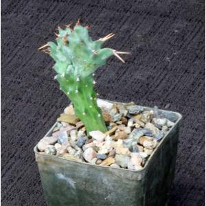 Euphorbia persistens (crest) 3-inch pots