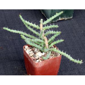 Euphorbia petricola 4-inch pots