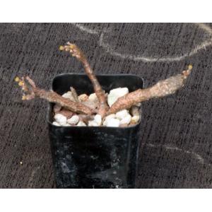 Euphorbia platyclada 2-inch pots