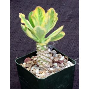 Euphorbia poisonii (variegate) 4-inch pots