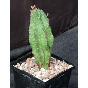 Euphorbia polygona 5-inch pots