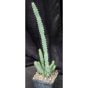 Euphorbia proballyana one-gallon pots