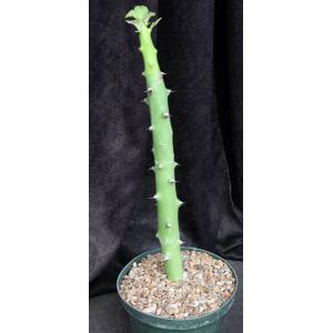 Euphorbia qarad 8-inch pots