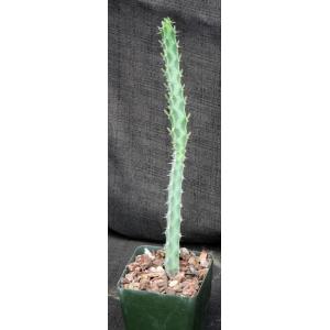 Euphorbia quadrangularis 4-inch pots