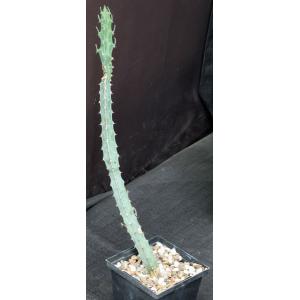 Euphorbia quadrangularis (WY 1126) 5-inch pots