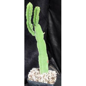 Euphorbia quadrialata one-gallon pots