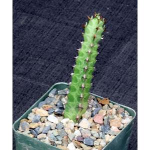 Euphorbia quadrialata 4-inch pots