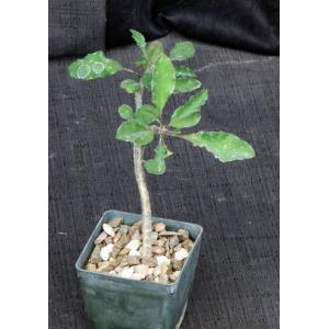 Euphorbia razafindratsirae 3-inch pots