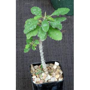 Euphorbia razafindratsirae 2-inch pots