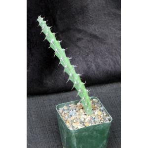 Euphorbia reclinata (WY 1121) 4-inch pots