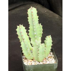 Euphorbia resinifera 5-inch pots