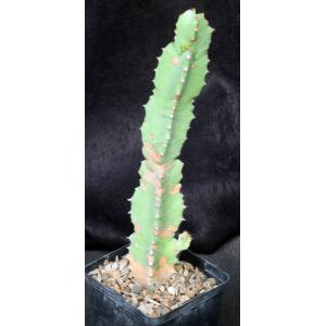 Euphorbia resinifera 5-inch pots