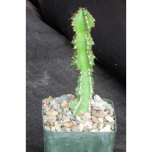 Euphorbia restricta 4-inch pots
