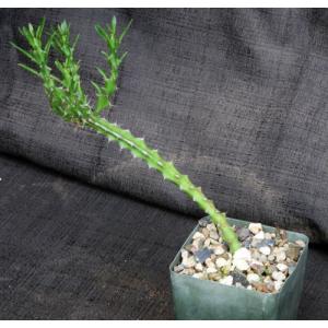 Euphorbia richardsiae ssp. richardsiae 4-inch pots
