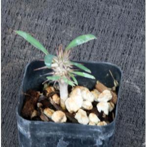 Euphorbia rossii 2-inch pots