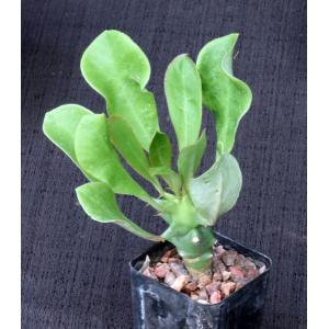 Euphorbia royleana2-inch pots