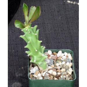 Euphorbia royleana 4-inch pots