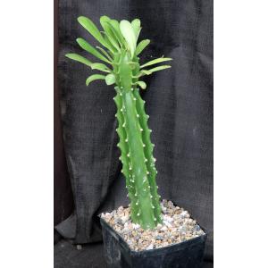 Euphorbia royleana one-gallon pots