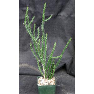 Euphorbia rubrimarginata 4-inch pots