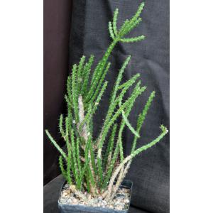 Euphorbia rubrimarginata one-gallon pots