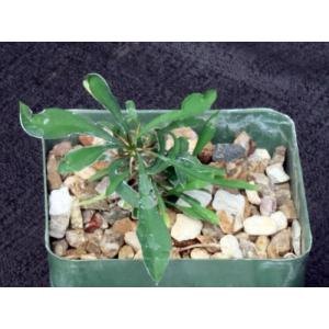 Euphorbia sakarahensis 4-inch pots