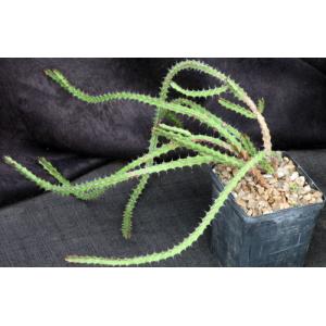 Euphorbia saxorum 5-inch pots