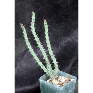 Euphorbia schinzii 4-inch pots