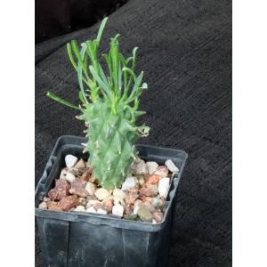 Euphorbia schoenlandii 4-inch pots