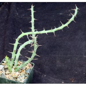 Euphorbia septentrionalis var. gamugofana 3-inch pots