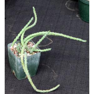 Euphorbia septentrionalis 4-inch pots