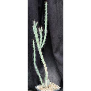 Euphorbia serendipida 5-inch pots