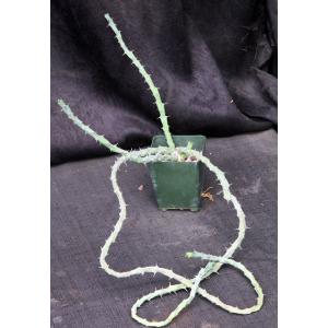 Euphorbia similiramea 4-inch pots