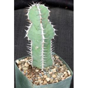 Euphorbia sp. not virosa(Palmwag Road, Namibia) 5-inch pots