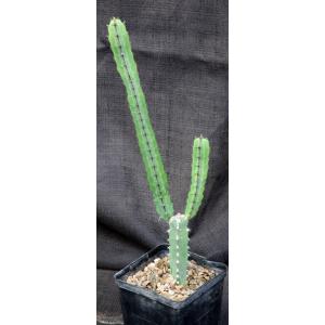 Euphorbia heterospina (Laikipia Plateau, Kenya) 5-inch pots