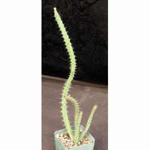 Euphorbia sp. (Singida Province, Tanzania ES 2119) 4-inch pots