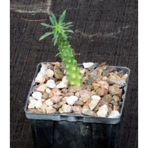 Euphorbia sp. spiraling hybrid 4-inch pots